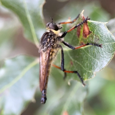 Unidentified Robber fly (Asilidae) at Ainslie, ACT - 15 Feb 2024 by Hejor1