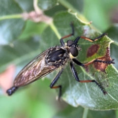 Zosteria rosevillensis at Corroboree Park - 15 Feb 2024