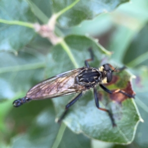 Zosteria rosevillensis at Corroboree Park - 15 Feb 2024 04:43 PM