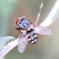 Exorista sp. (genus) (A Bristle Fly) at Corroboree Park - 15 Feb 2024 by Hejor1