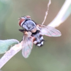 Exorista sp. (genus) at Corroboree Park - 15 Feb 2024 04:45 PM