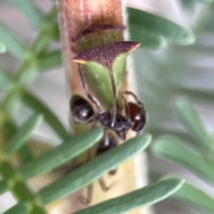 Notoncus ectatommoides at Corroboree Park - 15 Feb 2024