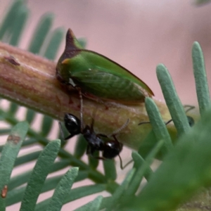 Notoncus ectatommoides at Corroboree Park - 15 Feb 2024 04:47 PM