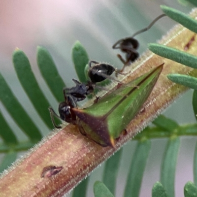 Sextius virescens (Acacia horned treehopper) at Corroboree Park - 15 Feb 2024 by Hejor1