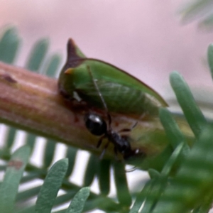 Sextius virescens at Corroboree Park - 15 Feb 2024 04:47 PM