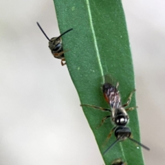Lasioglossum (Homalictus) punctatum at Corroboree Park - 15 Feb 2024 04:51 PM