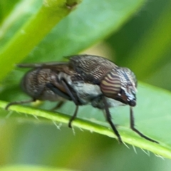 Stomorhina discolor (Snout fly) at Ainslie, ACT - 15 Feb 2024 by Hejor1