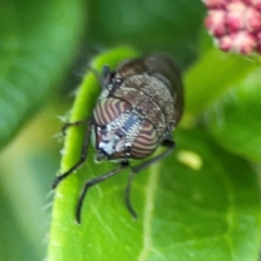 Stomorhina sp. (genus) at Corroboree Park - 15 Feb 2024