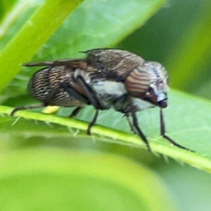 Stomorhina discolor at Corroboree Park - 15 Feb 2024