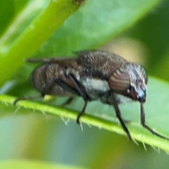 Stomorhina sp. (genus) at Corroboree Park - 15 Feb 2024