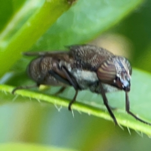 Stomorhina sp. (genus) at Corroboree Park - 15 Feb 2024