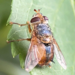 Chaetophthalmus sp. (genus) (A bristle fly) at Corroboree Park - 15 Feb 2024 by Hejor1