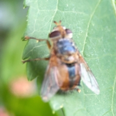 Chaetophthalmus sp. (genus) at Corroboree Park - 15 Feb 2024