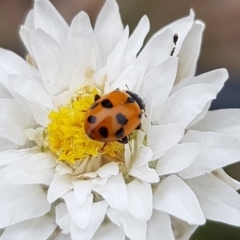 Hippodamia variegata (Spotted Amber Ladybird) at Franklin, ACT - 14 Feb 2024 by HappyWanderer