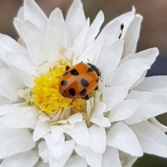 Hippodamia variegata (Spotted Amber Ladybird) at North Mitchell Grassland  (NMG) - 14 Feb 2024 by HappyWanderer