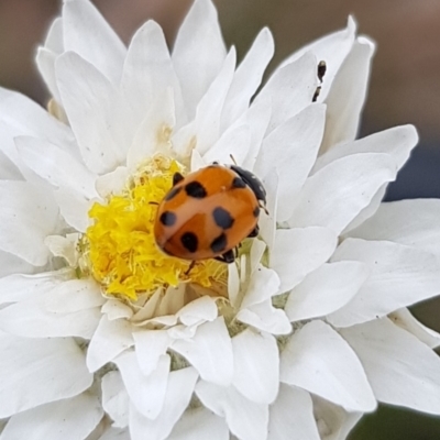 Hippodamia variegata (Spotted Amber Ladybird) at North Mitchell Grassland  (NMG) - 15 Feb 2024 by HappyWanderer