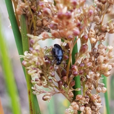 Arsipoda chrysis (Flea beetle) at North Mitchell Grassland  (NMG) - 14 Feb 2024 by HappyWanderer