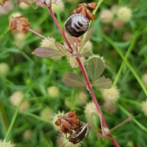 Pentatomidae (family) at North Mitchell Grassland  (NMG) - 15 Feb 2024 09:59 AM