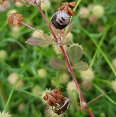 Pentatomidae (family) (Shield or Stink bug) at North Mitchell Grassland  (NMG) - 15 Feb 2024 by HappyWanderer