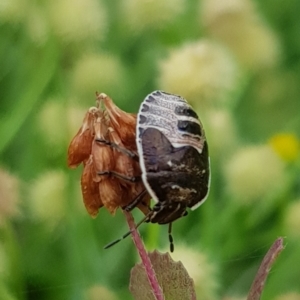 Pentatomidae (family) at North Mitchell Grassland  (NMG) - 15 Feb 2024 09:59 AM