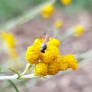 Ichneumonoidea (Superfamily) at North Mitchell Grassland  (NMG) - 15 Feb 2024 10:09 AM