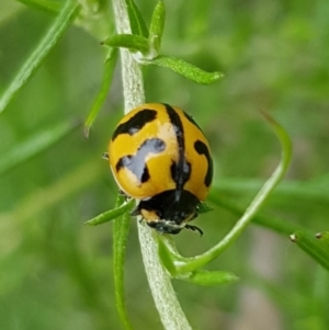 Coccinella transversalis at North Mitchell Grassland  (NMG) - 15 Feb 2024 10:12 AM