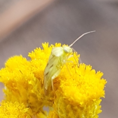 Miridae (family) (Unidentified plant bug) at North Mitchell Grassland  (NMG) - 14 Feb 2024 by HappyWanderer