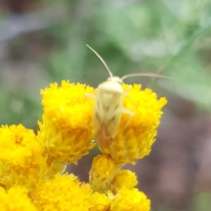 Miridae (family) at North Mitchell Grassland  (NMG) - 15 Feb 2024 10:15 AM