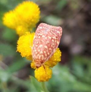 Syringoseca rhodoxantha at North Mitchell Grassland  (NMG) - 15 Feb 2024 10:21 AM