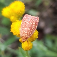 Syringoseca rhodoxantha (A concealer moth) at North Mitchell Grassland  (NMG) - 14 Feb 2024 by HappyWanderer