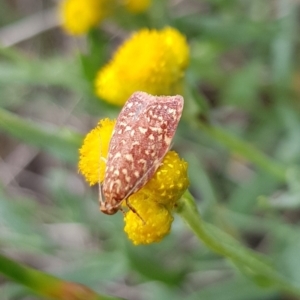 Syringoseca rhodoxantha at North Mitchell Grassland  (NMG) - 15 Feb 2024 10:21 AM