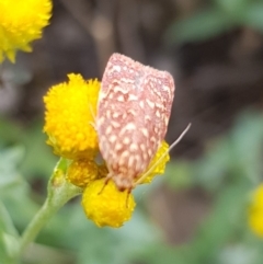 Syringoseca rhodoxantha at North Mitchell Grassland  (NMG) - 15 Feb 2024