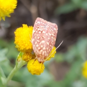 Syringoseca rhodoxantha at North Mitchell Grassland  (NMG) - 15 Feb 2024