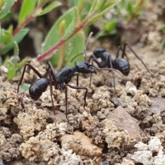 Rhytidoponera punctiventris (A Pony Ant) at Yass River, NSW - 13 Feb 2024 by SenexRugosus