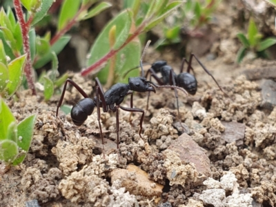 Rhytidoponera punctiventris (A Pony Ant) at Rugosa - 13 Feb 2024 by SenexRugosus