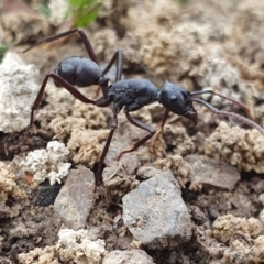 Rhytidoponera punctiventris at Rugosa - 14 Feb 2024 10:58 AM