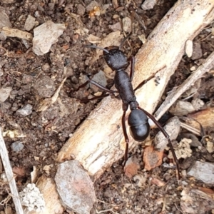 Rhytidoponera punctiventris at Rugosa - 14 Feb 2024 10:58 AM