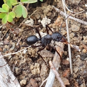 Rhytidoponera punctiventris at Rugosa - 14 Feb 2024 10:58 AM