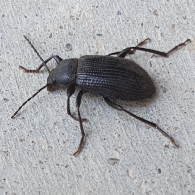Unidentified Darkling beetle (Tenebrionidae) at Rugosa - 13 Feb 2024 by SenexRugosus