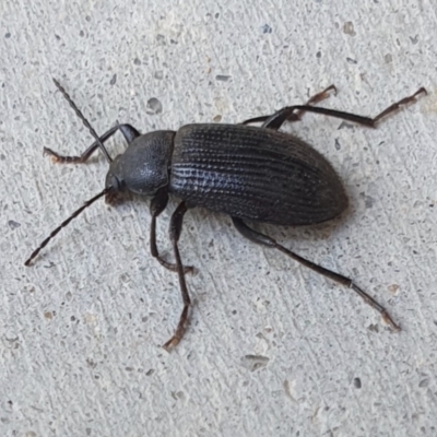 Metistete sp. (Comb-clawed darkling beetle) at Rugosa - 13 Feb 2024 by SenexRugosus