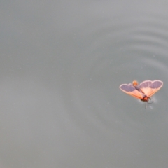 Scoliacma bicolora (Red Footman) at Nurenmerenmong, NSW - 14 Feb 2024 by MB