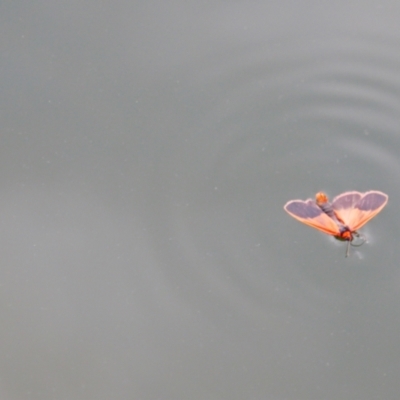 Scoliacma bicolora (Red Footman) at Nurenmerenmong, NSW - 14 Feb 2024 by MB