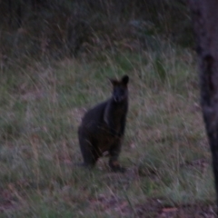 Wallabia bicolor (Swamp Wallaby) at Nurenmerenmong, NSW - 14 Feb 2024 by MB