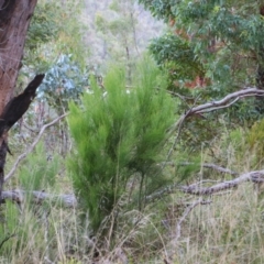 Exocarpos strictus (Dwarf Cherry) at Nurenmerenmong, NSW - 14 Feb 2024 by MB