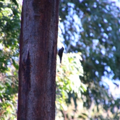 Cormobates leucophaea (White-throated Treecreeper) at Kosciuszko National Park - 14 Feb 2024 by MB