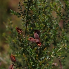 Mirbelia oxylobioides (Mountain Mirbelia) at Nurenmerenmong, NSW - 14 Feb 2024 by MB