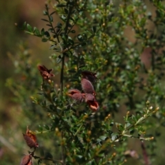 Mirbelia oxylobioides (Mountain Mirbelia) at Kosciuszko National Park - 14 Feb 2024 by MB