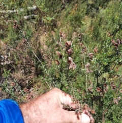 Mirbelia oxylobioides at Kosciuszko National Park - 14 Feb 2024 01:06 PM