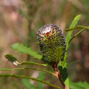 Banksia marginata at Kosciuszko National Park - 14 Feb 2024 01:00 PM