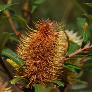 Banksia marginata at Kosciuszko National Park - 14 Feb 2024 01:00 PM